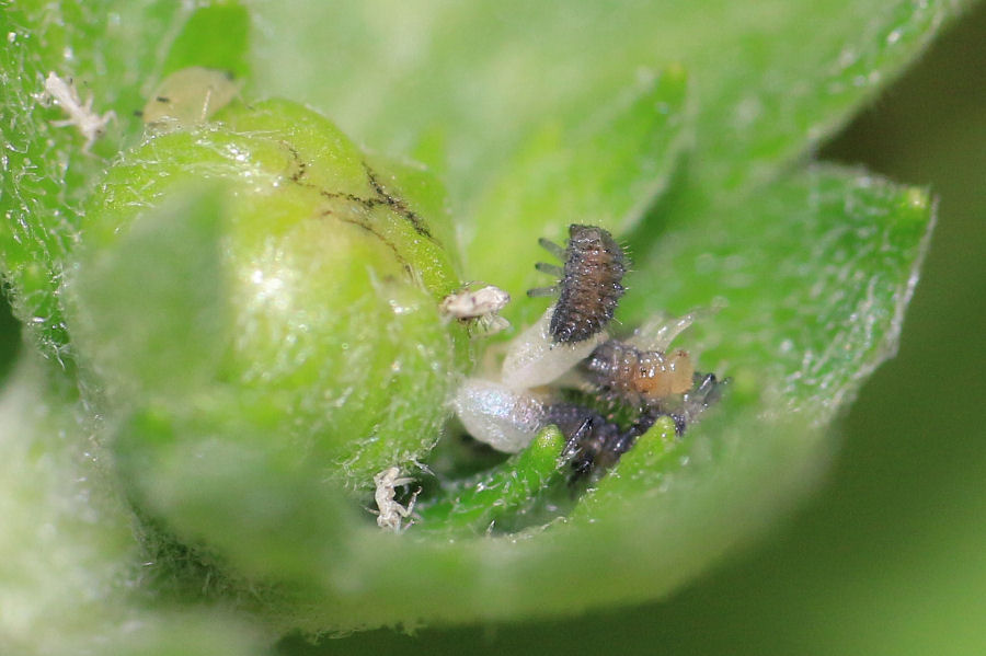 Hippodamia variegata - ciclo vitale